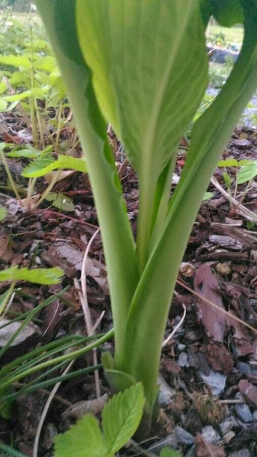 Hosta 30
