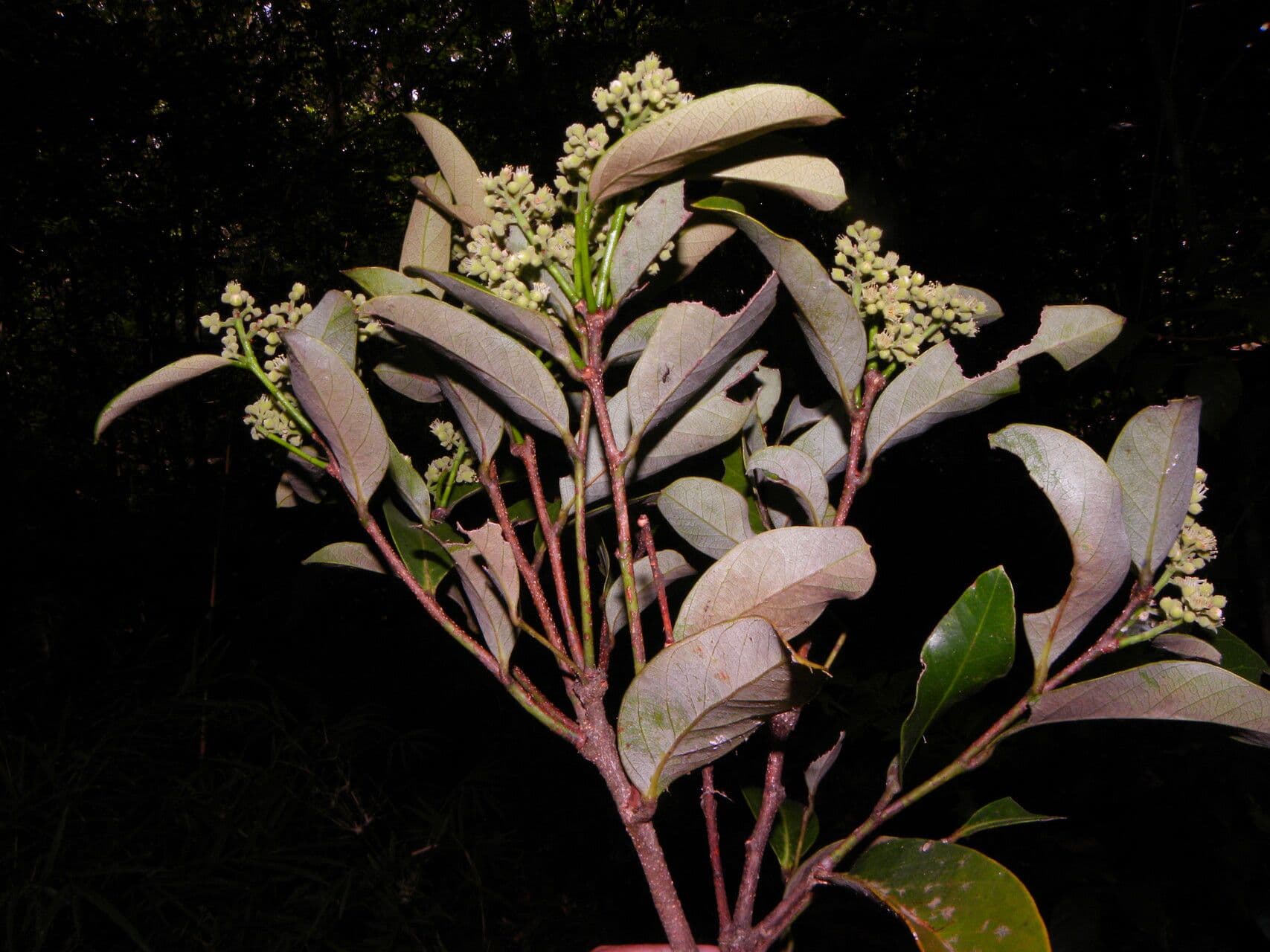 Geobalanus Riverae