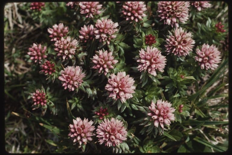 Rhodiola rosata 8