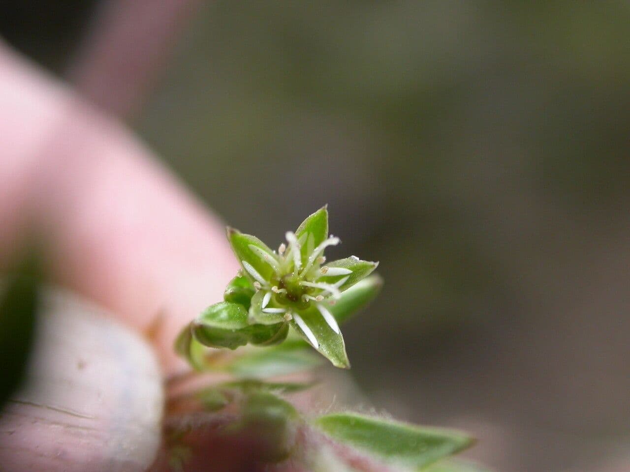 Stellaria 10