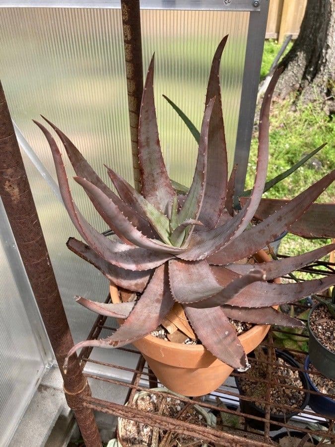Aloe 4