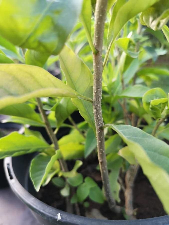 Cestrum 23