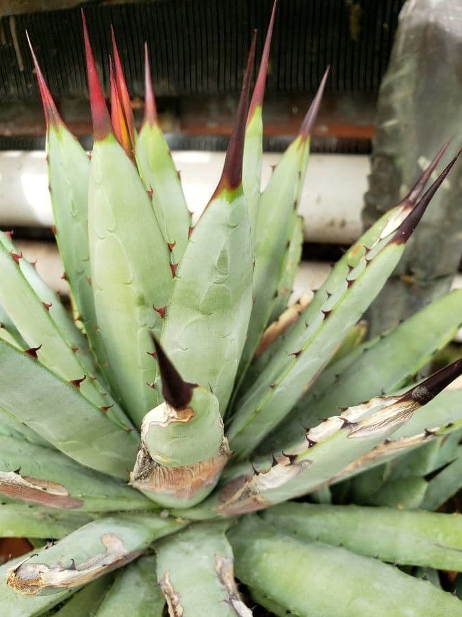 Agave 12