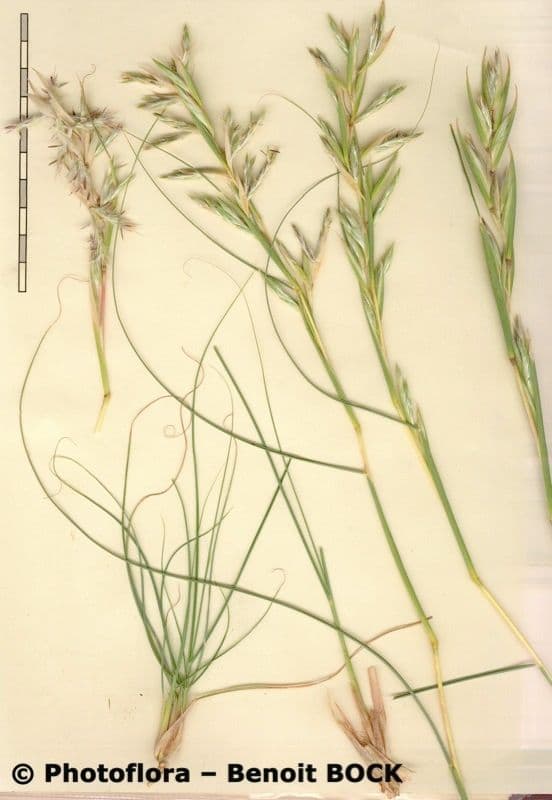 Trawa geranium 22