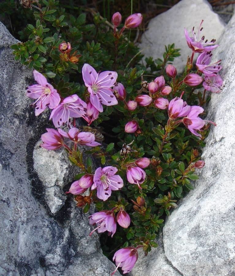 Rhodothamnus 6