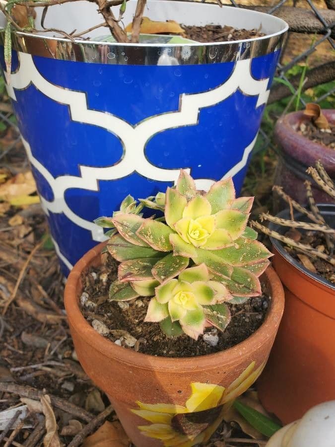 Aeonium percarneum 6