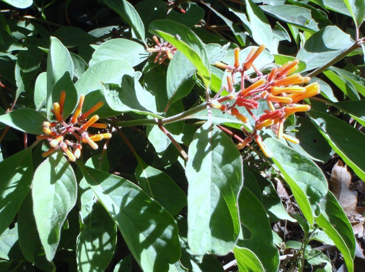 Hamelia 30