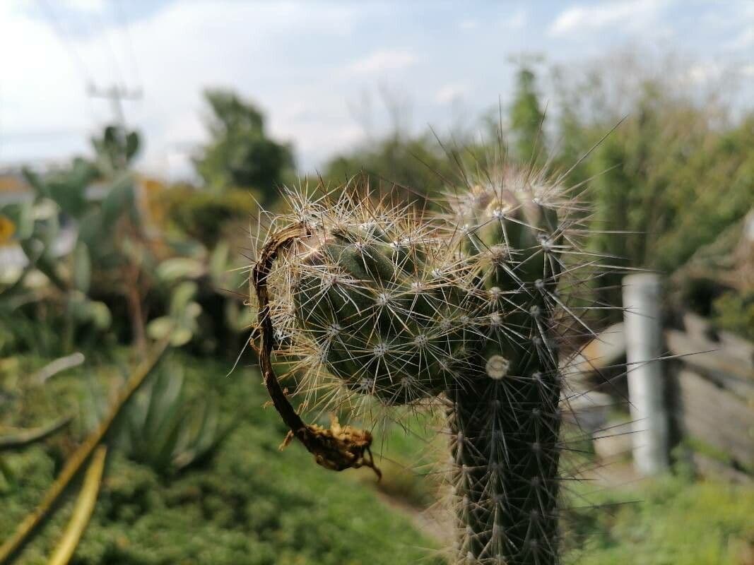 Cactus columnar 7
