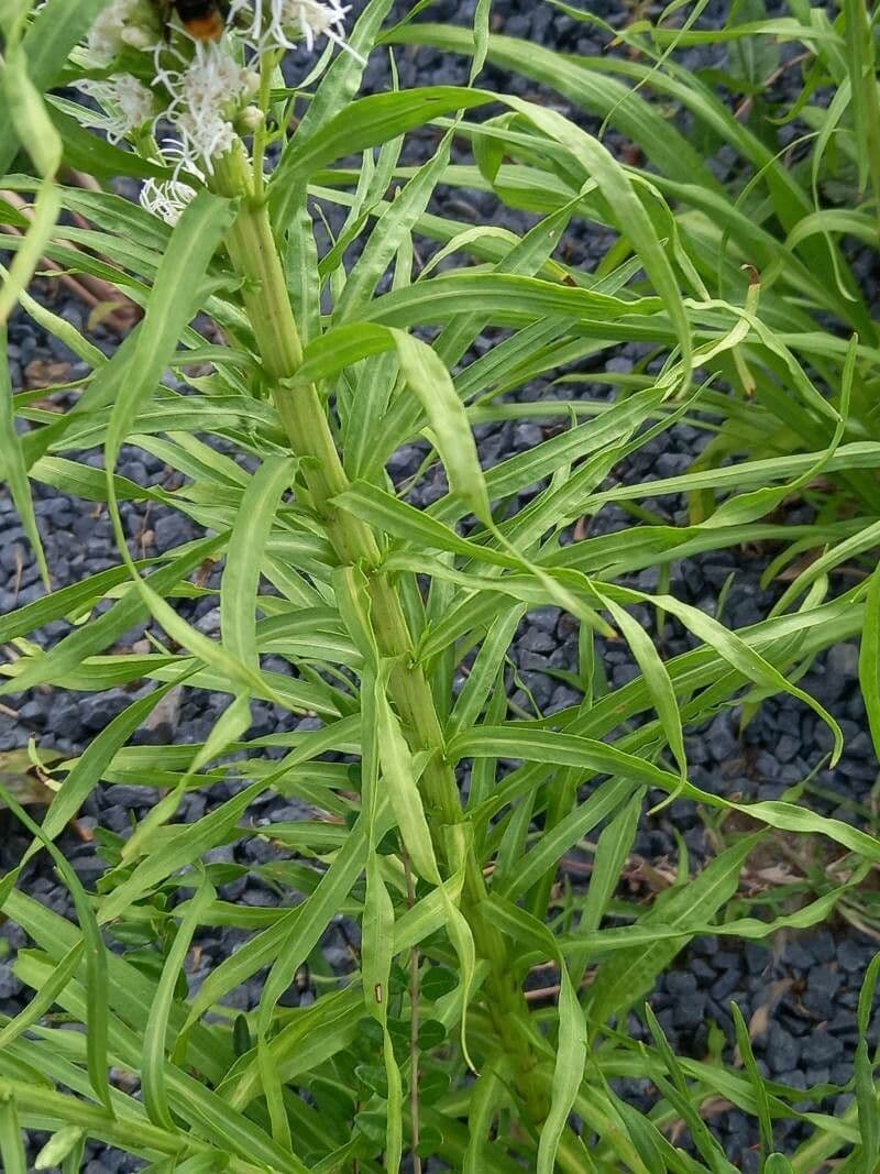 Liatris espigada 19