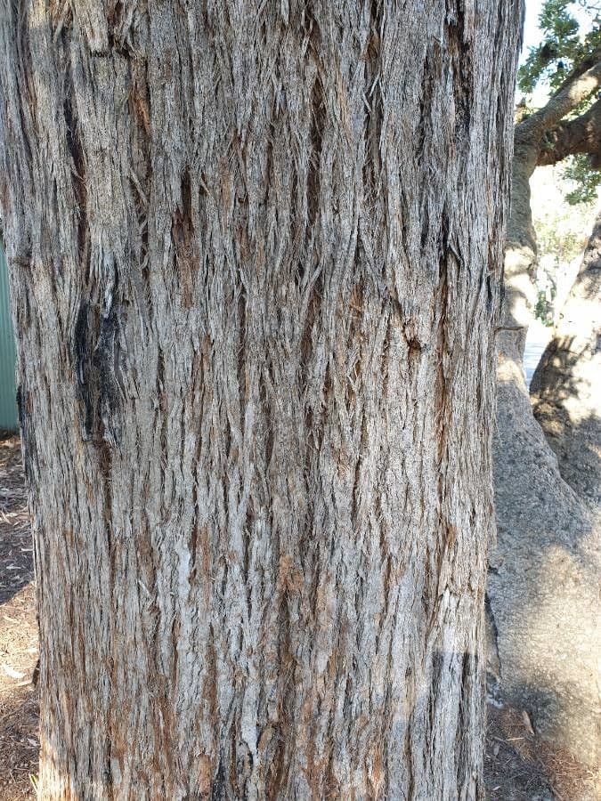 Eucalyptus pilularis 4