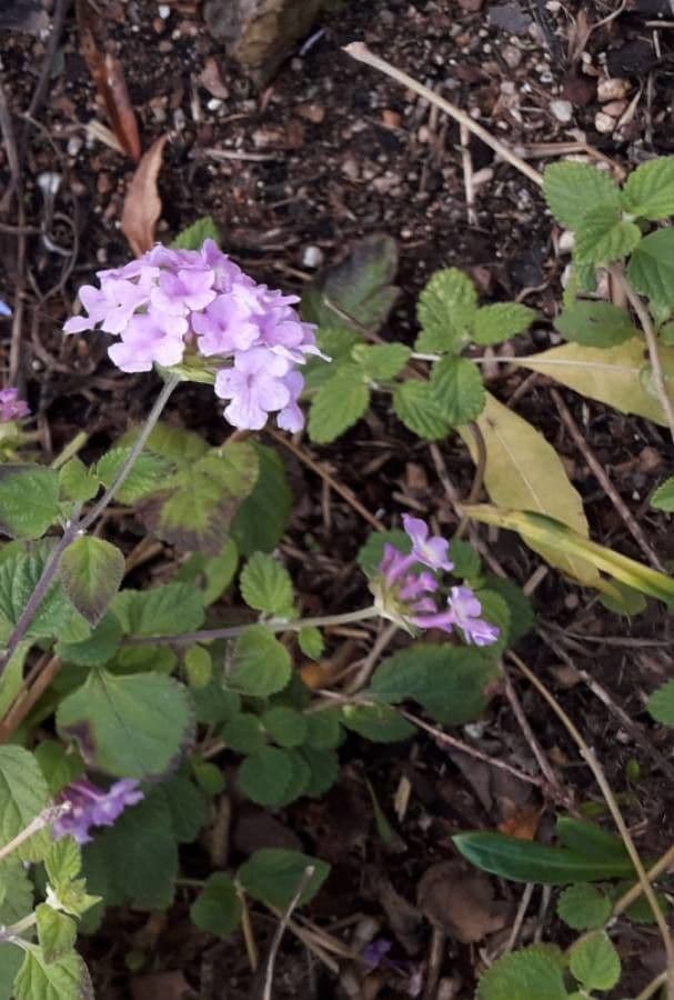 Lantana 5
