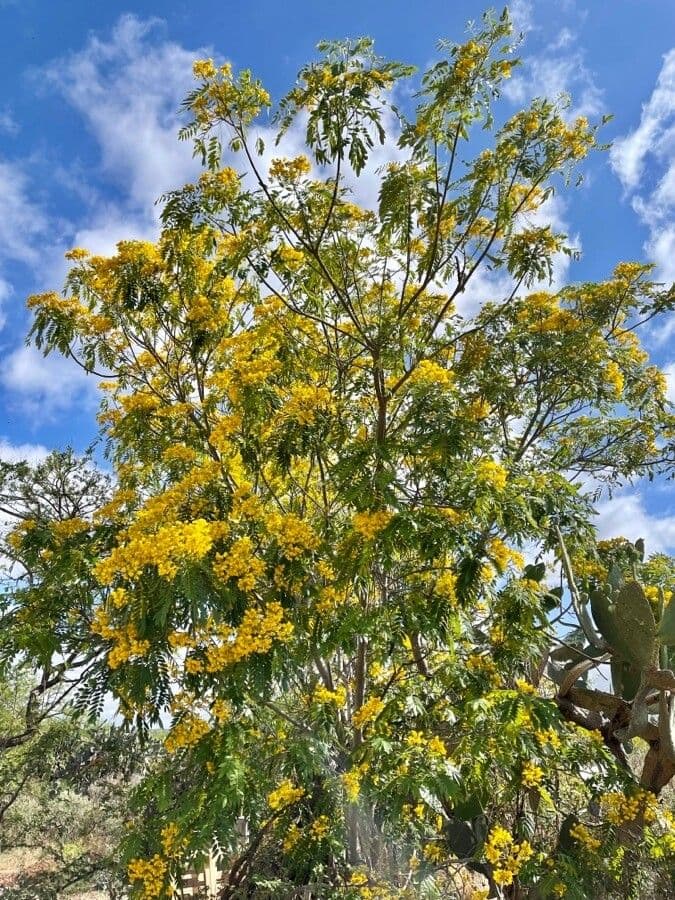 Cassia spectabilis 12
