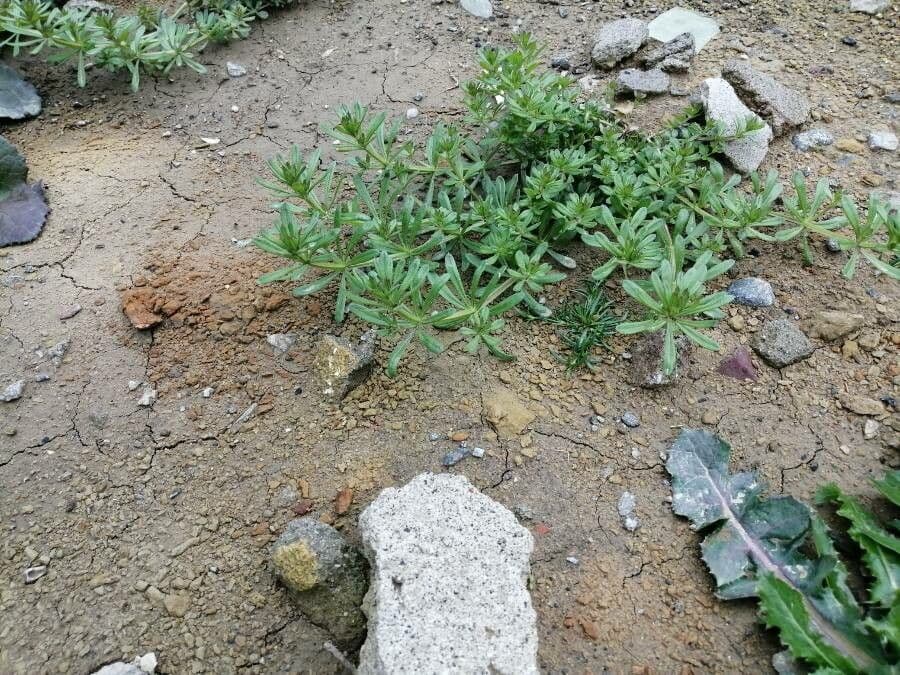 Caglio spurio 7