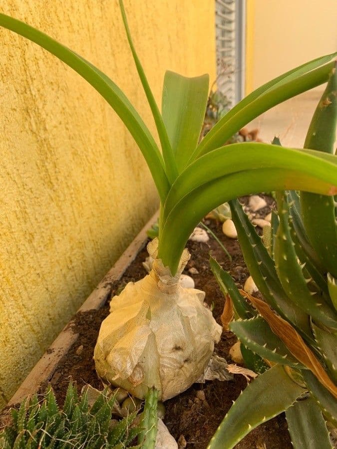 Albuca 24
