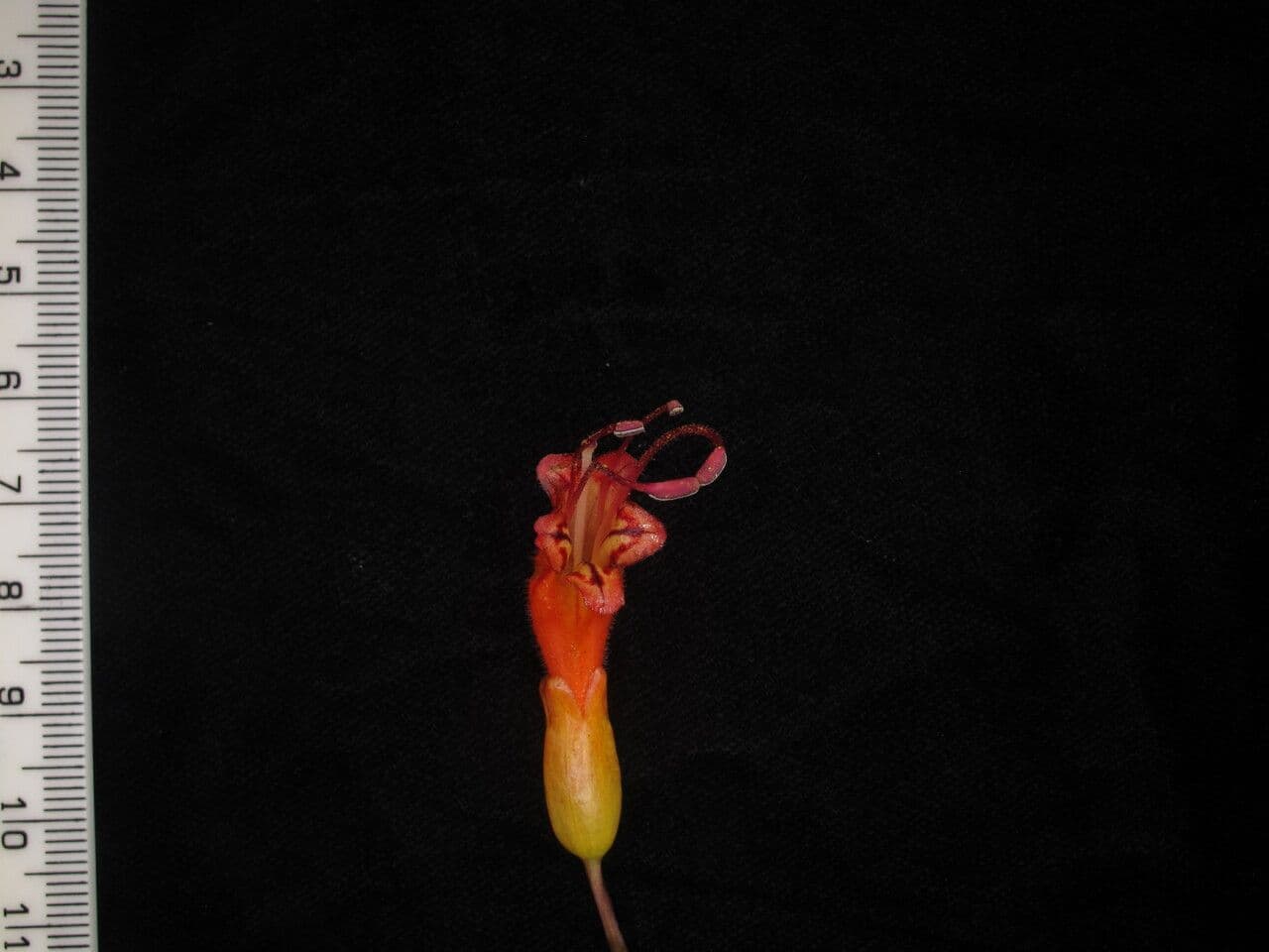 Aeschynanthus 11