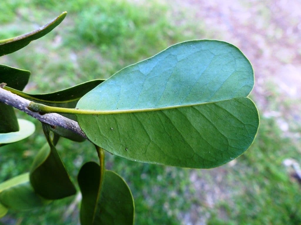 Planchonella 12