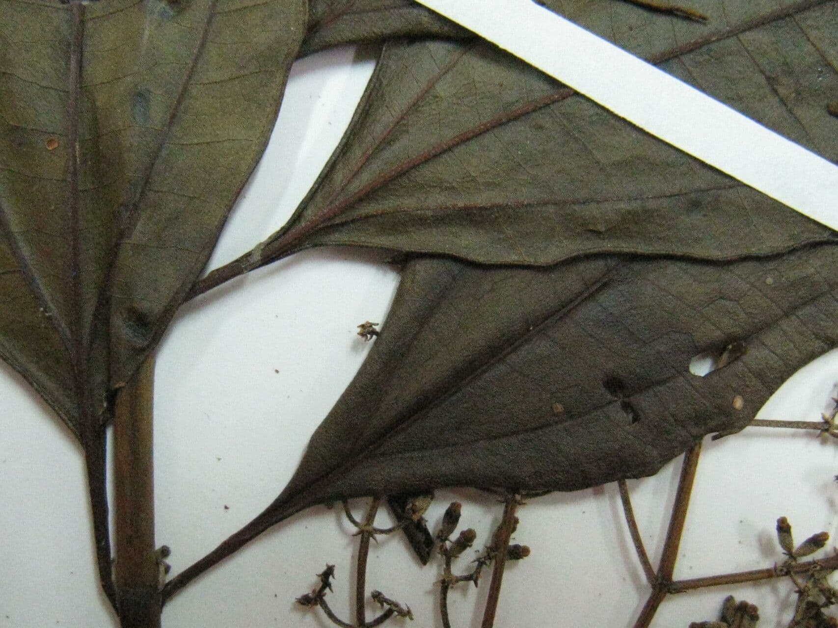 Miconia prasina 16