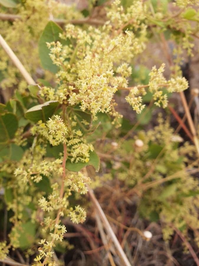 Searsia natalensis 9