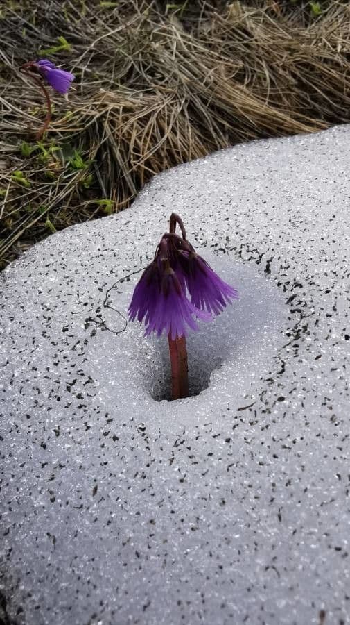 Soldanella comune 8