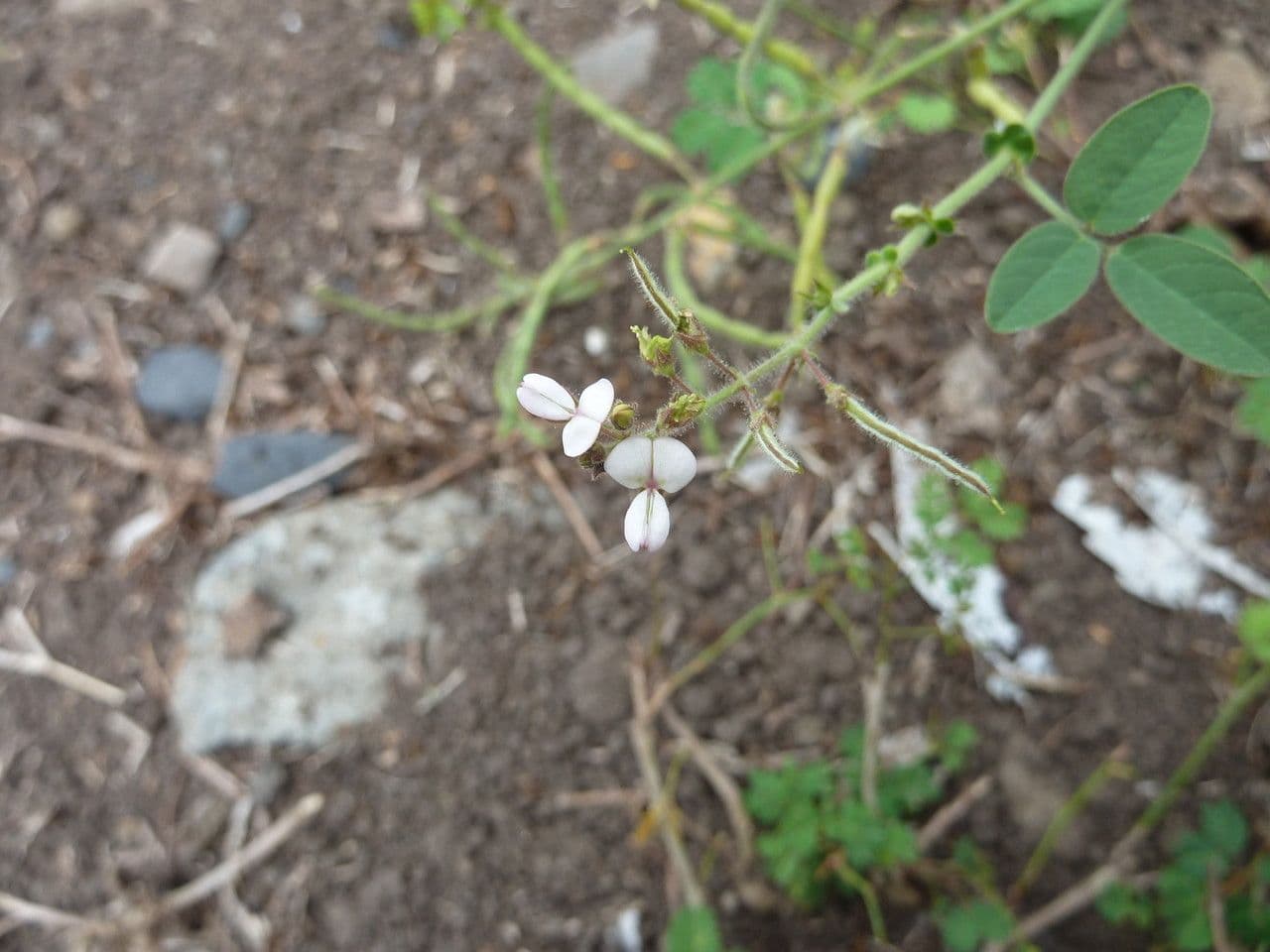 Desmodium 9