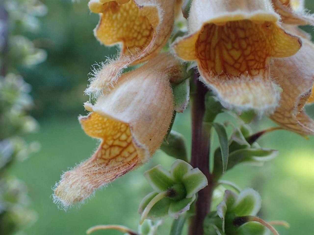 Digitale rugginosa 5