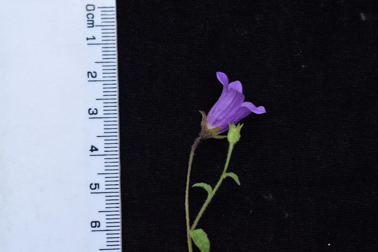Campanula 10