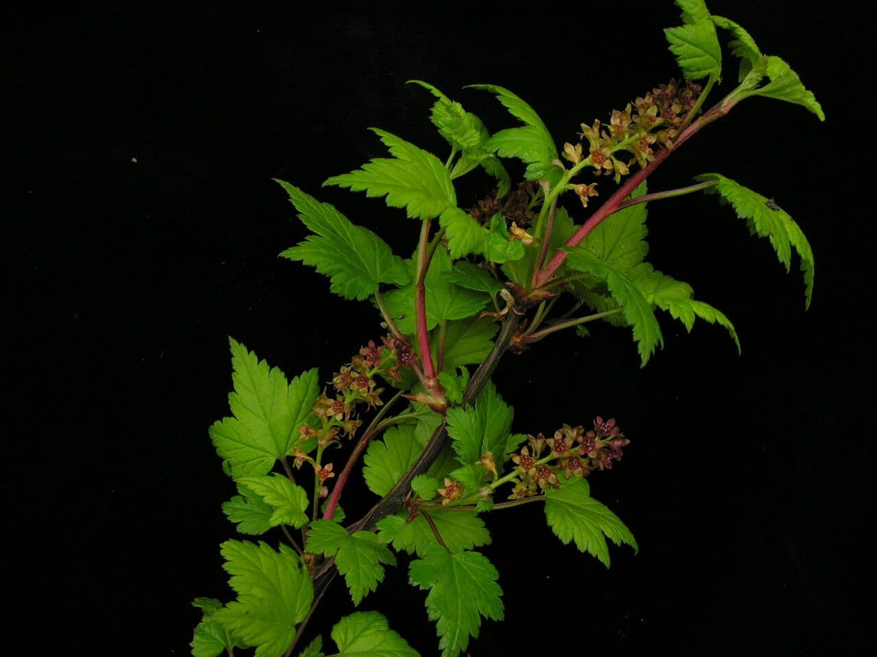 Ribes 5