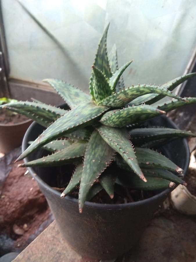 Aloe 5