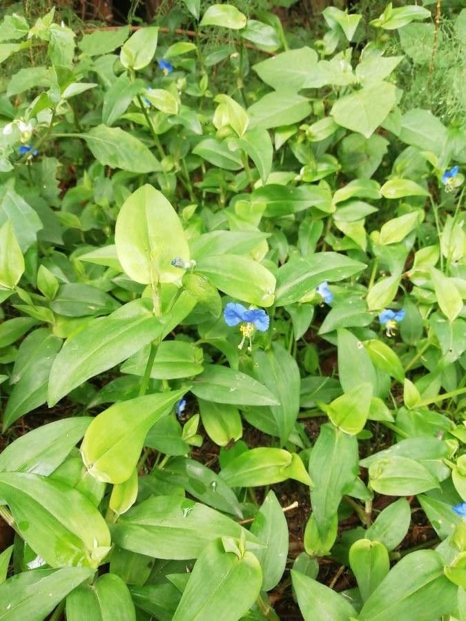 Commelina comune 26
