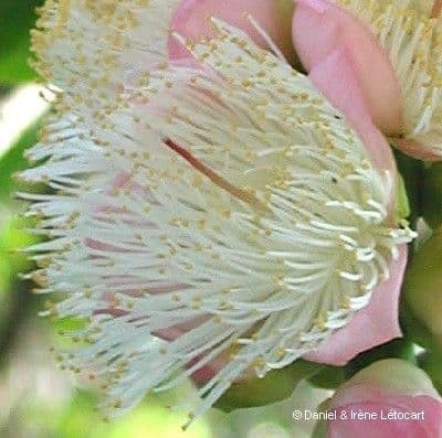 Barringtonia 6