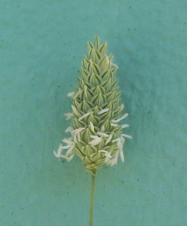 Phalaris 3
