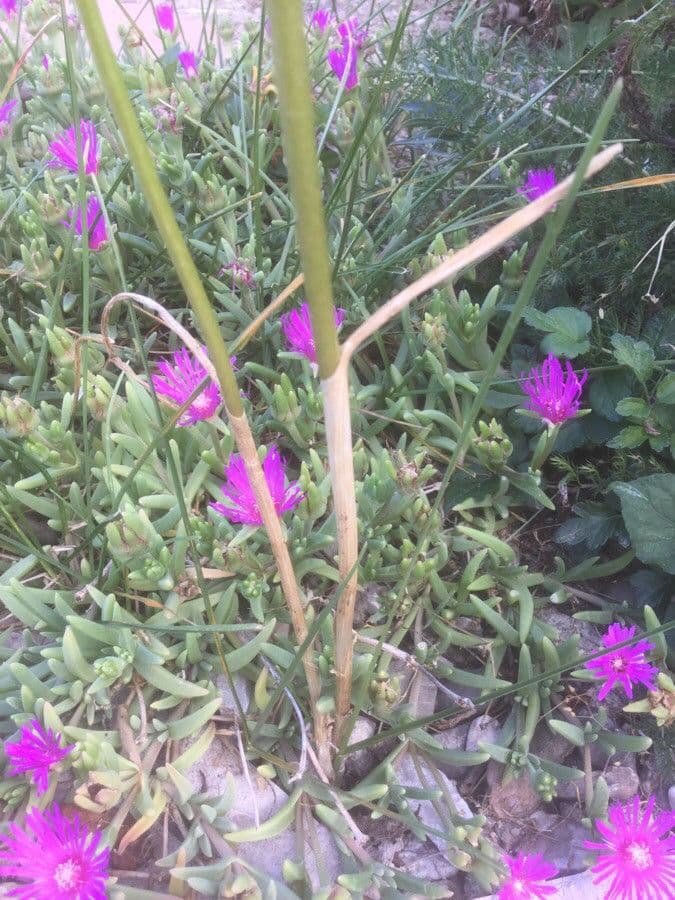 Aglio paniculato 16