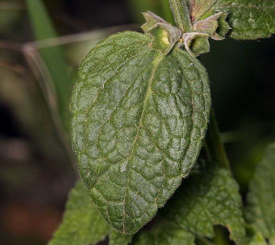 Stachys bullata 14