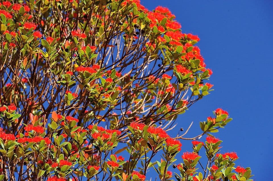 Xanthostemon 8