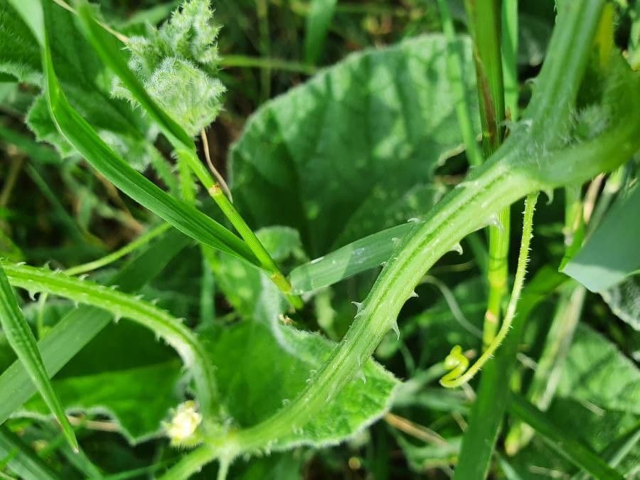 Cetriolo 14