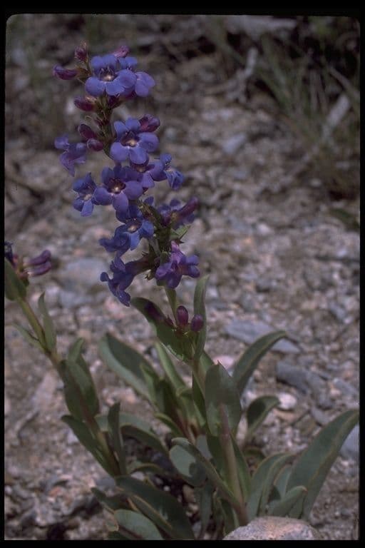 Penstemon 2