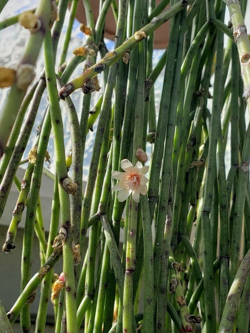 Rhipsalis