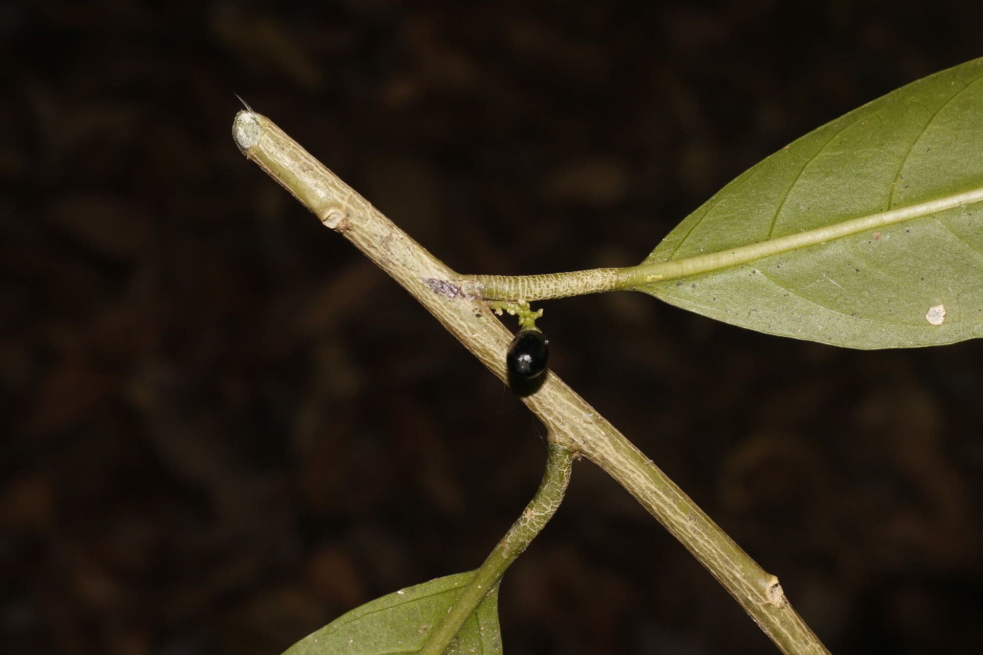 Drüsiges Cestrum 9