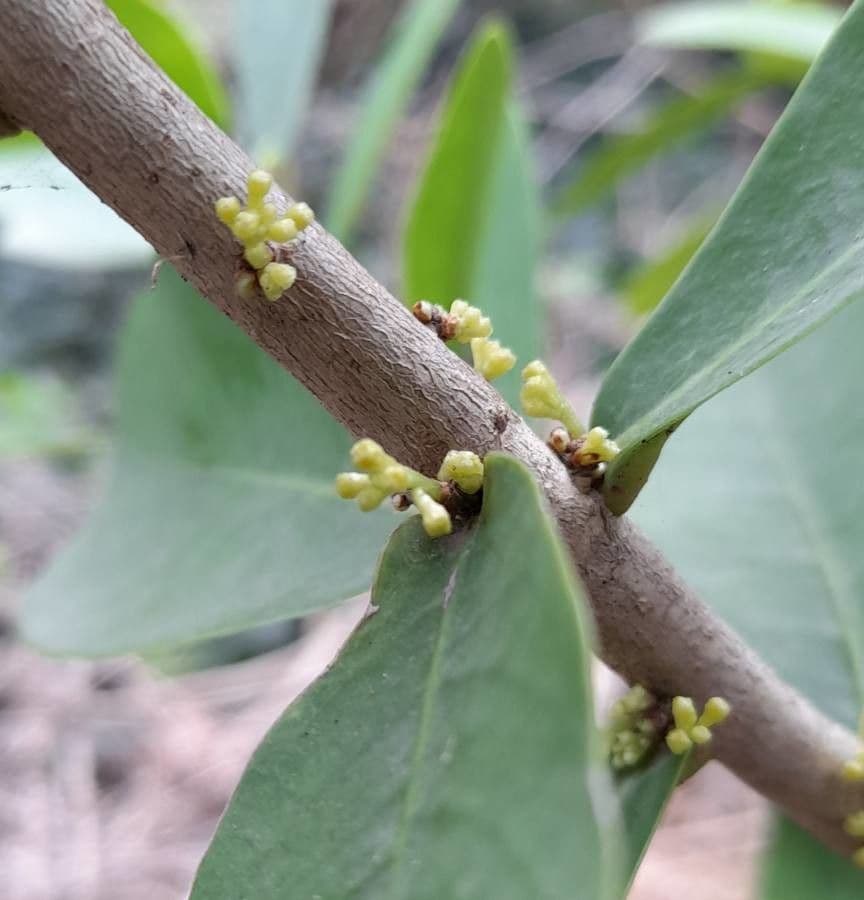 Daphnopsis 4