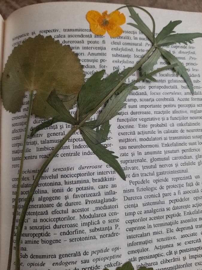 Ranunculus cassubicus 2