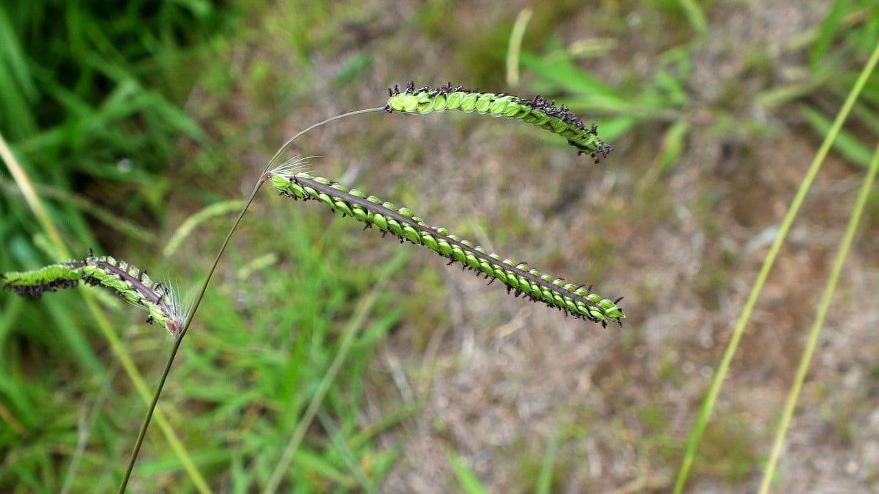 Dallisgras 5