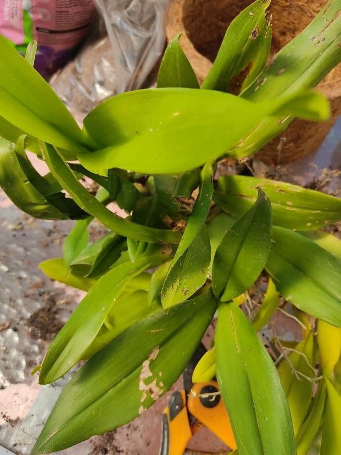 Oncidium 10