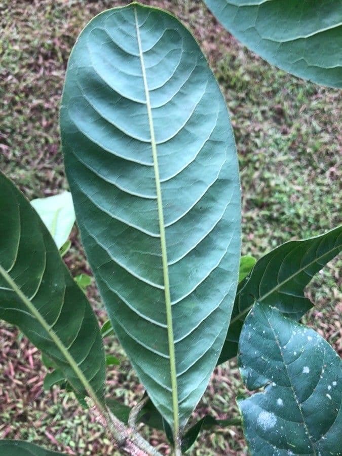 Vochysia guatemalensis 10