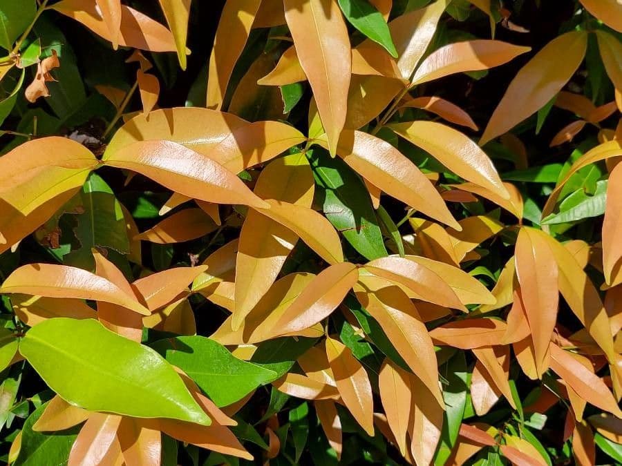 Syzygium 2
