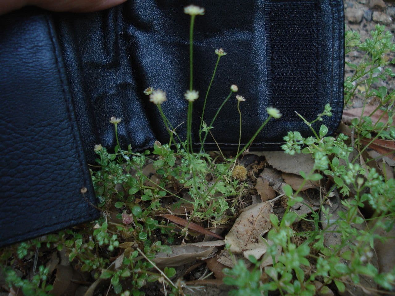 Cotula australis 11