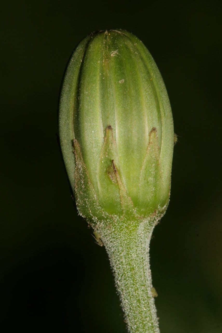 Hyoseris radiata 8