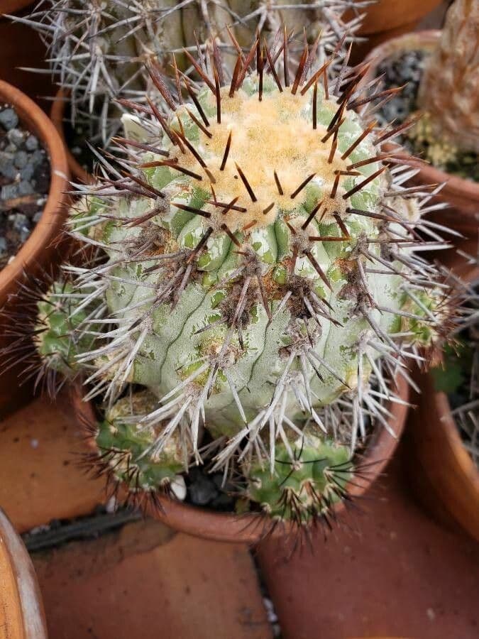 Copiapoa