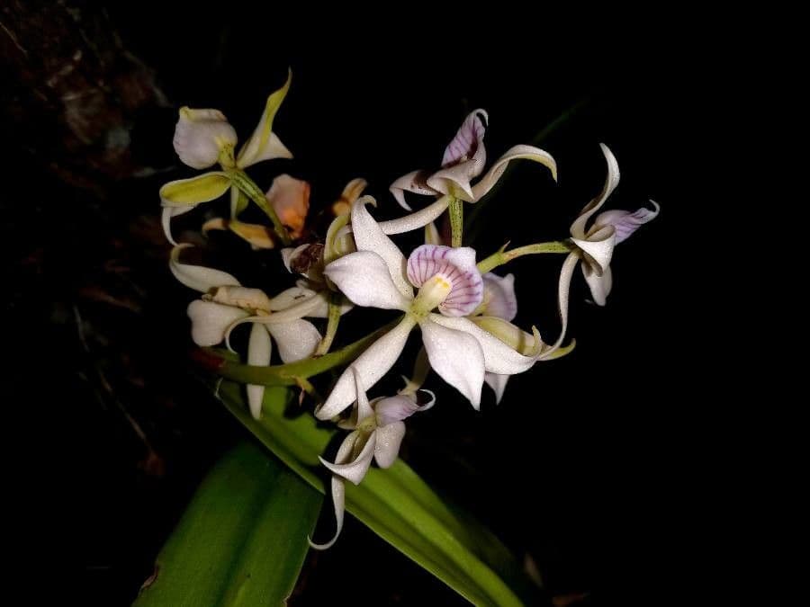 Prosthechea 2