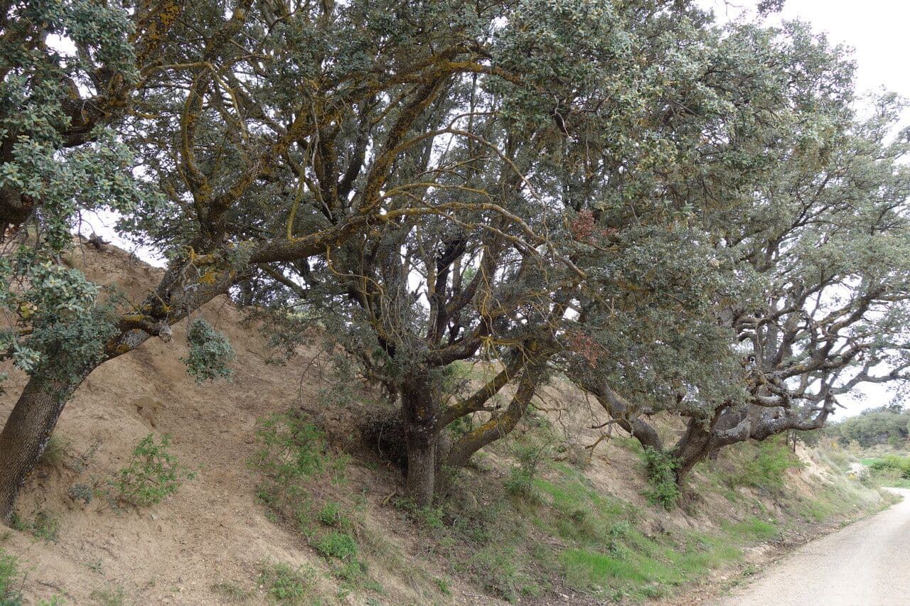 Encina 4