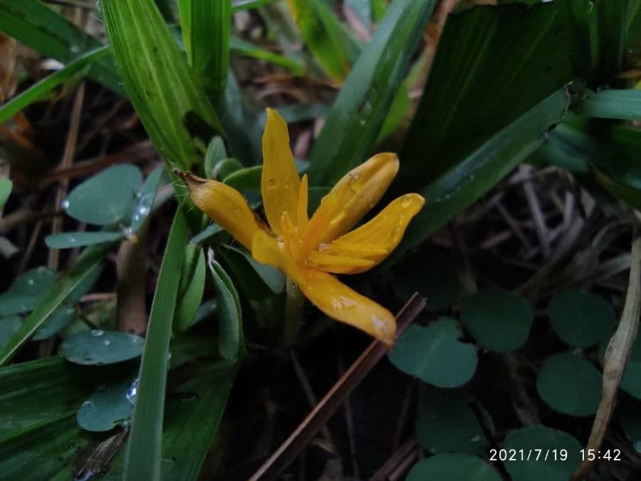 Curculigo 4